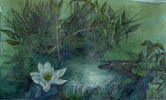 Dietrich Schuchardt Water Lilies (From My Garden) mixed media drawing